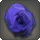 Dried Blue Oldrose