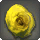 Dried Yellow Oldrose
