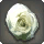 Dried White Oldrose