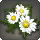 White Daisy Corsage