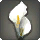 White Arum Corsage