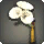 White Morning Glory Corsage